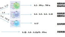 重要的监测指标——细胞因子